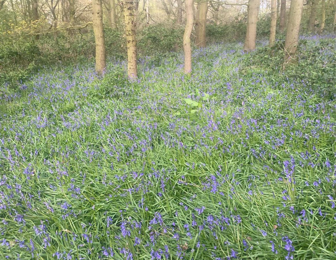 Bluebell Cottage Selby Kültér fotó